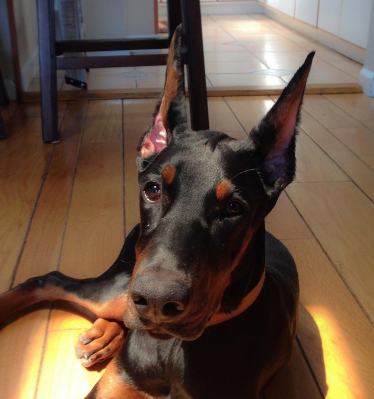 Ушастый Доберман