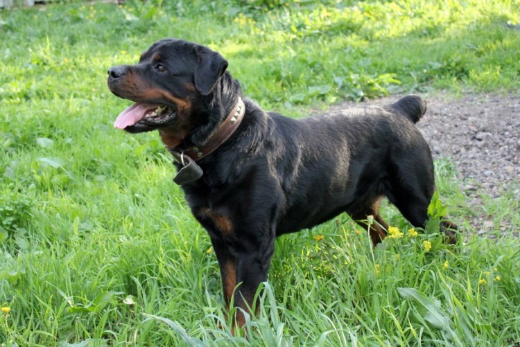 Ротвейлер собака купированный