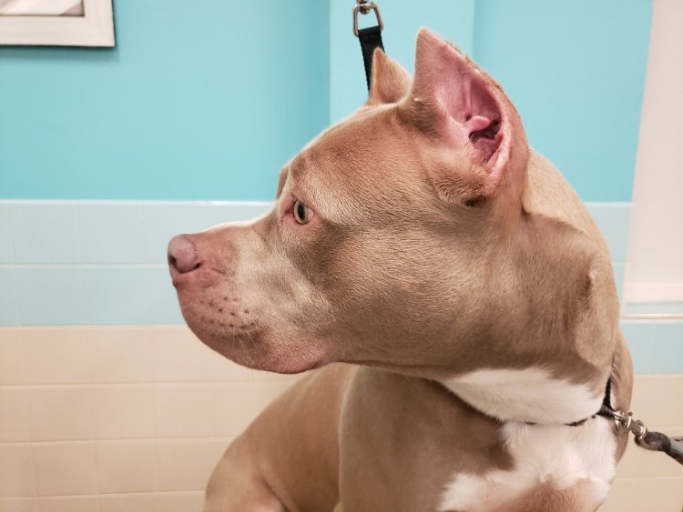 Питбуль сбоку морда