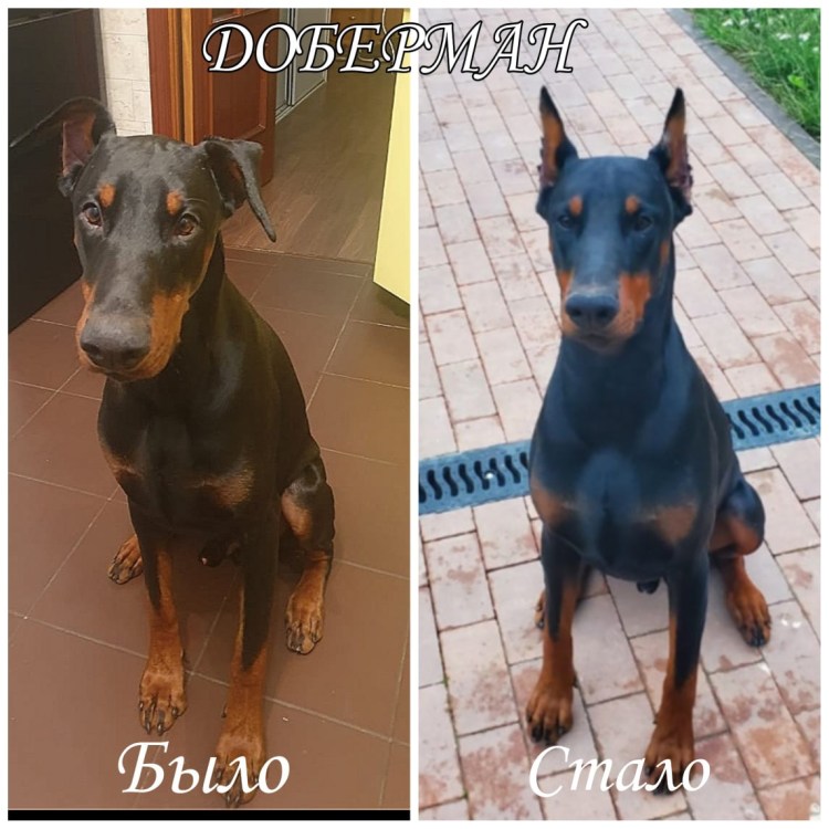 Пластика ушей доберману