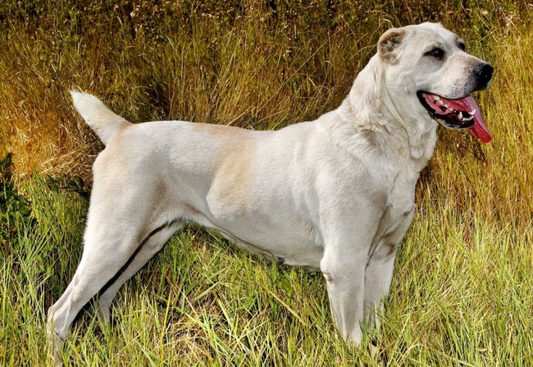 Алабай некупированный