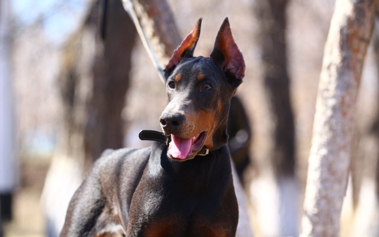 Доберман кобель некупированный