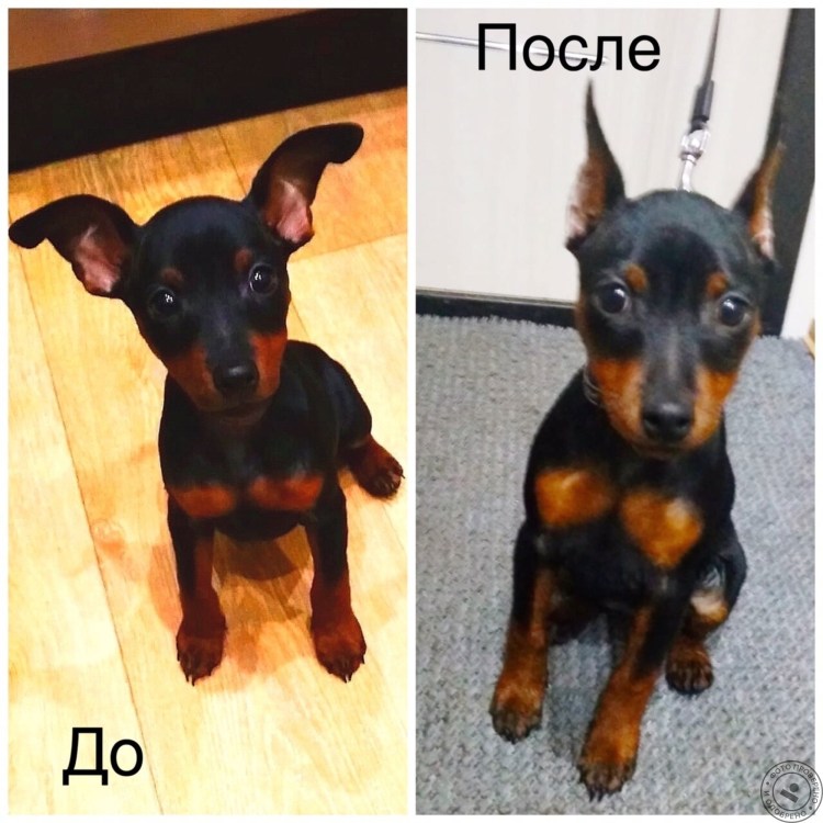 Цвергпинчер купирование ушей