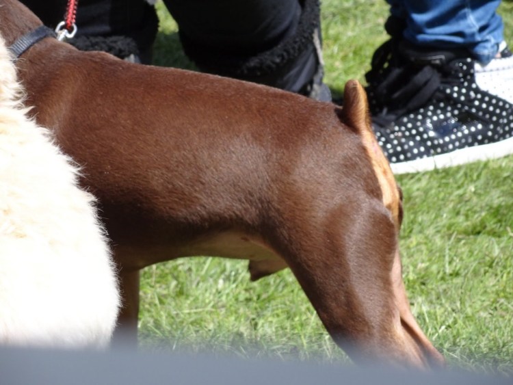 Купированный хвост у собаки