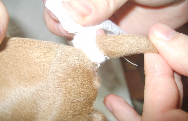 Купированный хвост у собаки