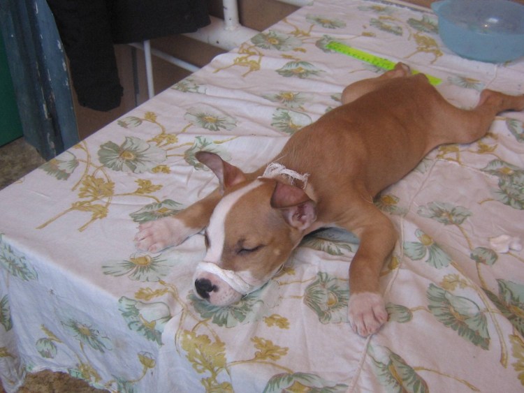 Амстафф щенок с купированными ушами