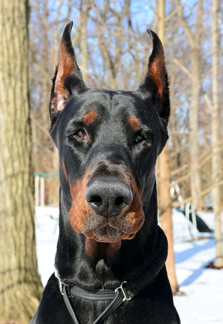 Доберман некупированный