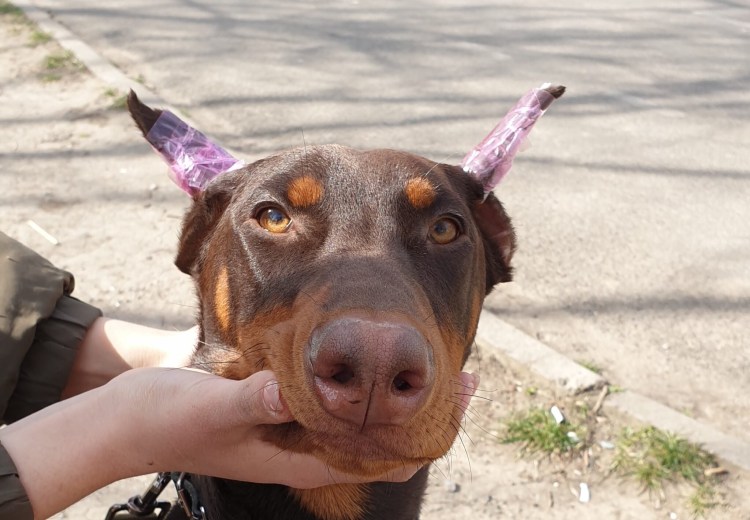 Купированная такса уши