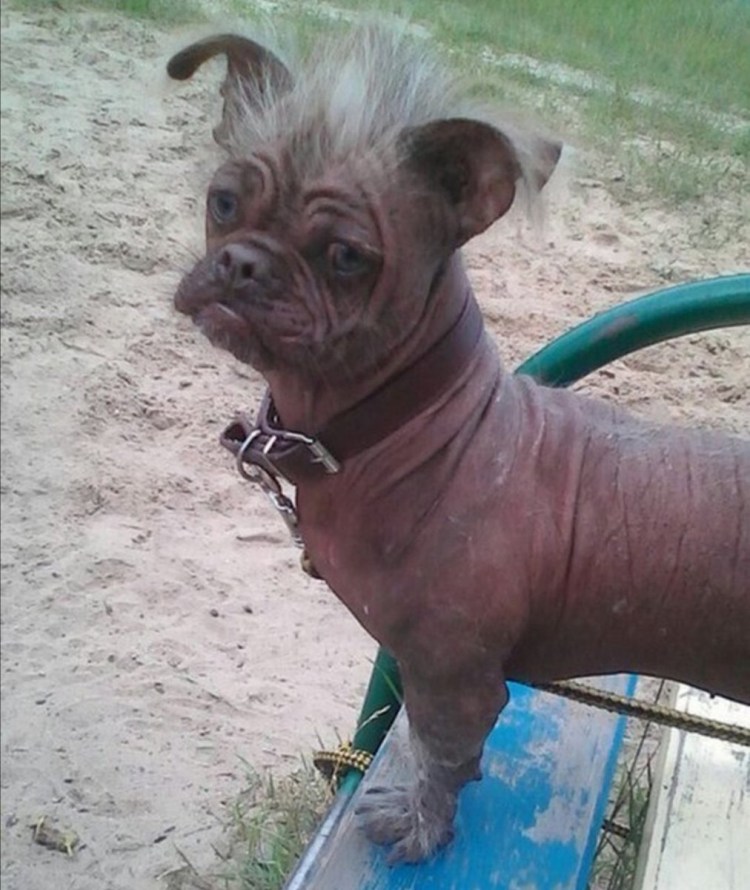 Помесь МОПСА И китайской хохлатой