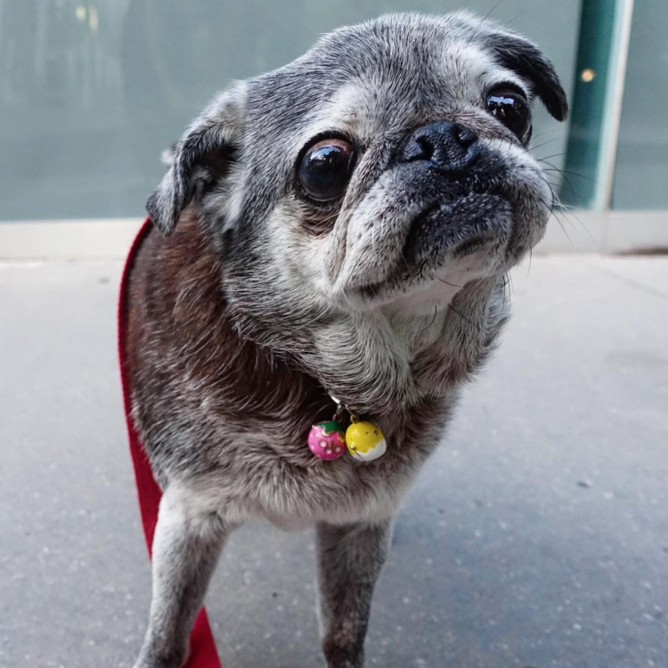 Страшный Мопс