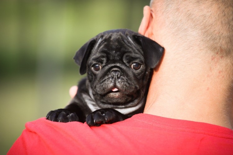 Мопс подросток