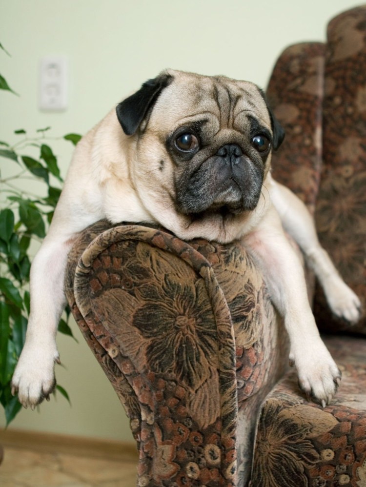 Противный Мопс