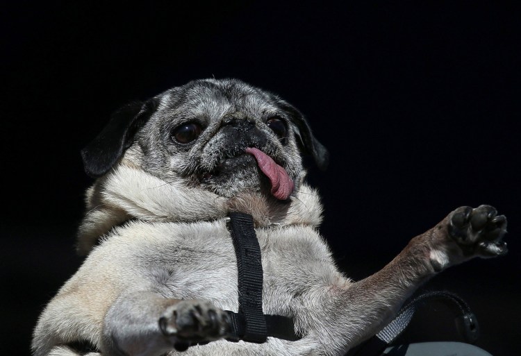 Вонючий Мопс