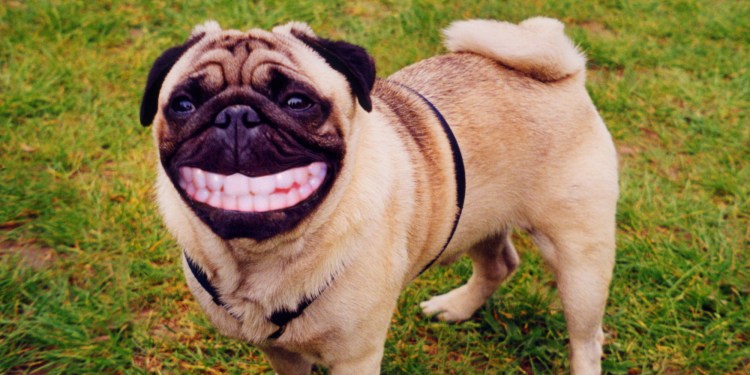 Смешная улыбка