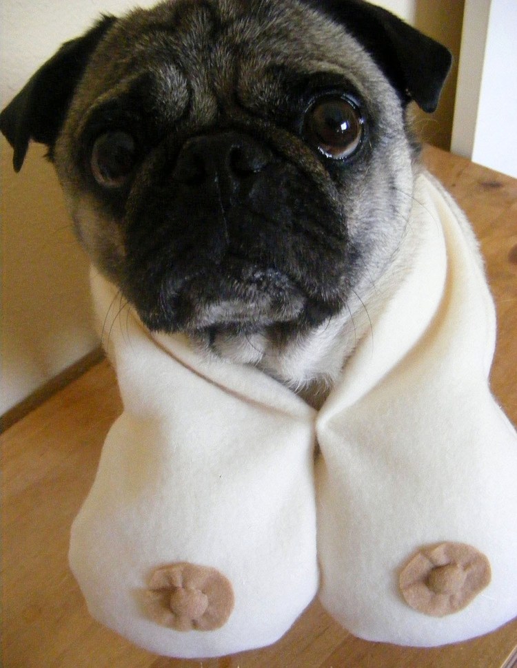 Мопс в лифчике