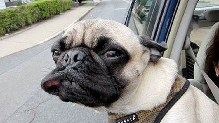 Глупый Мопс