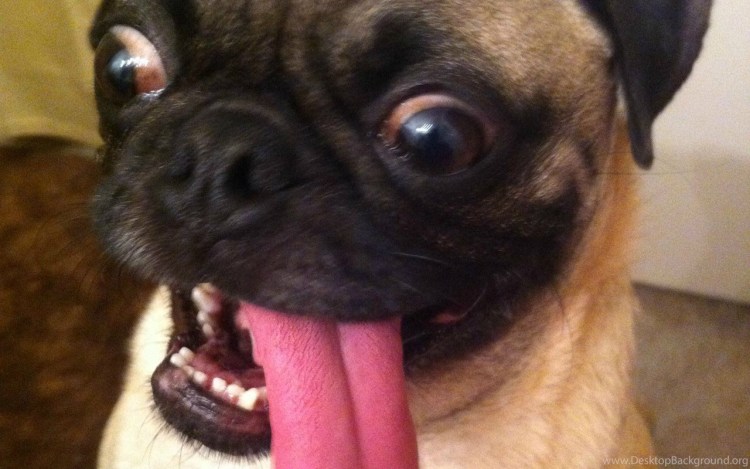 Мопс глаза в разные стороны