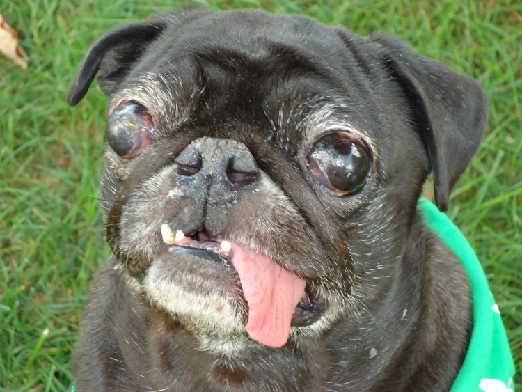 Мопс АМОГУС