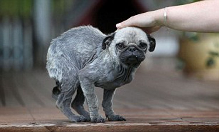 Мопс и лысая собака