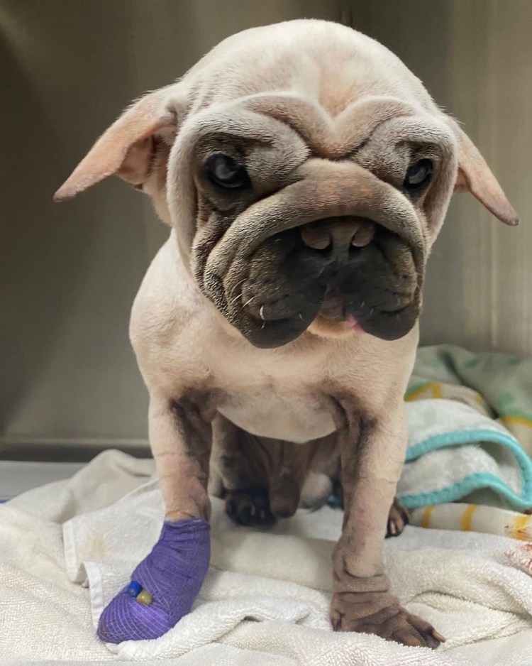 Ушастый Мопс