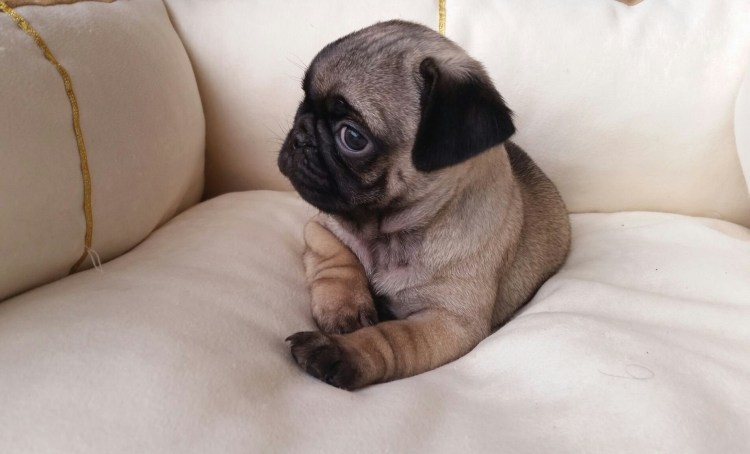 Мопс бульдог Мопс