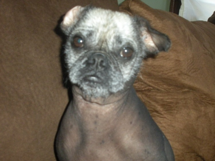 Метис МОПСА И китайской хохлатой