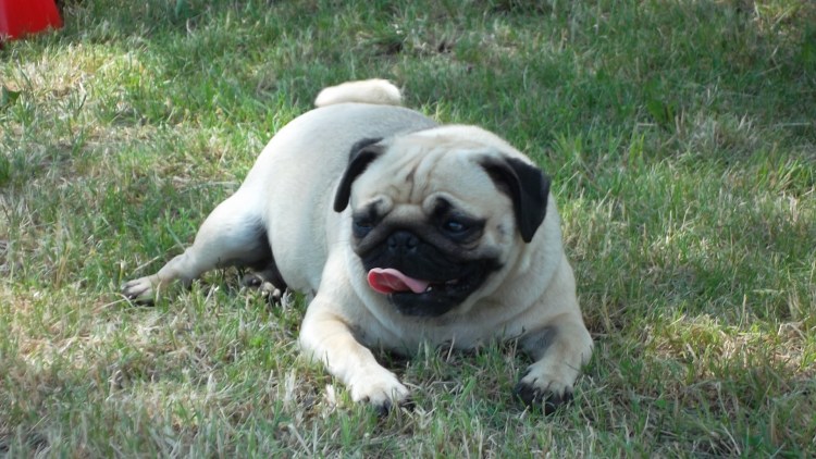 Бульдожий Мопс