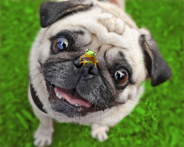 Королевский Мопс