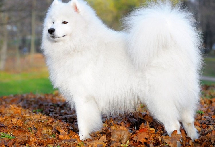 Сибирская Самоедская лайка