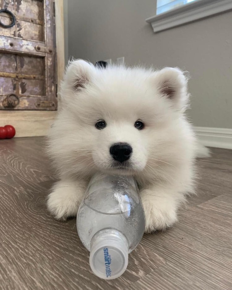 Полярная лайка самоед