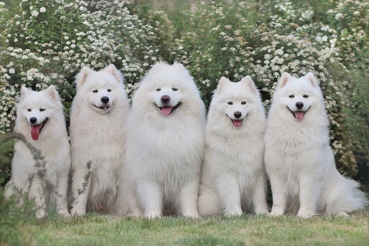 Аляскинский маламут белый