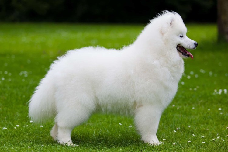 Самоедская лайка черная