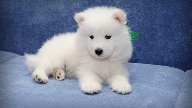 Самоедская лайка