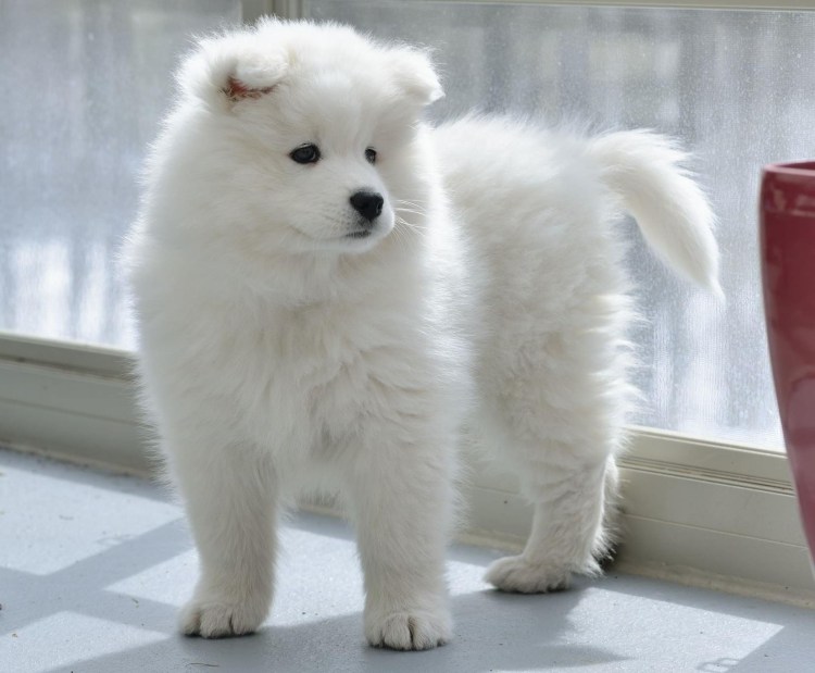 Карликовый самоед