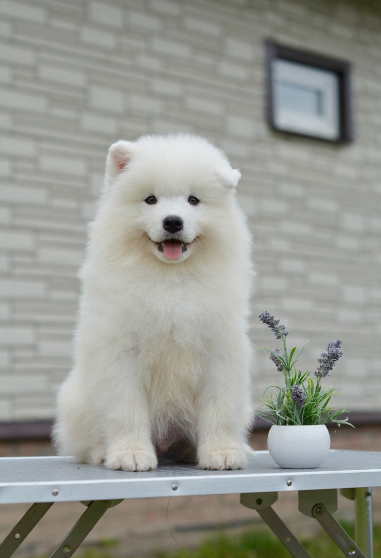 Самоедская лайка вес