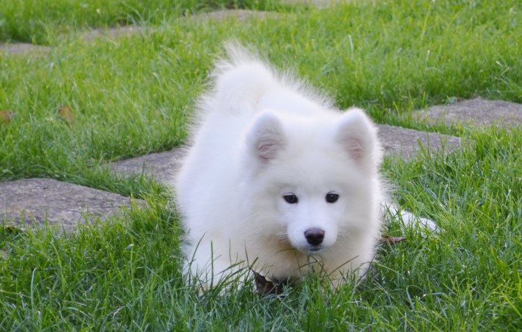 Лайка самоед маленькая