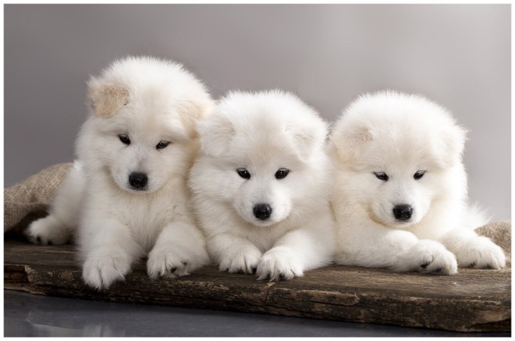 Лайка самоед