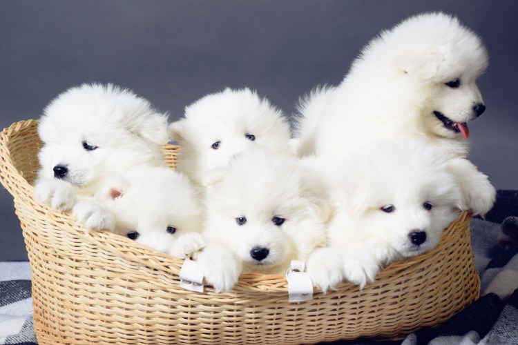 Самоед щенок