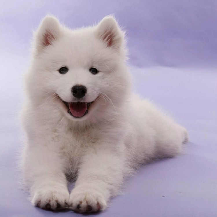 Самоед собака маленькая