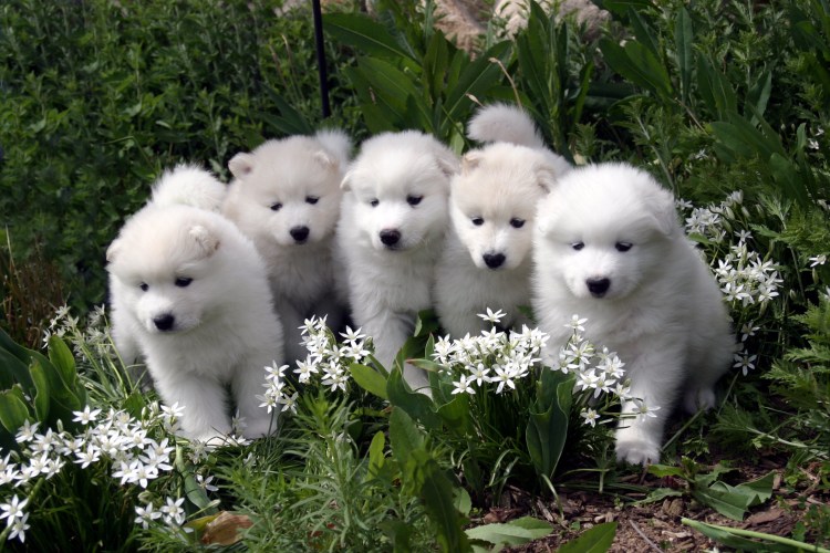 Милые щенки самоеда