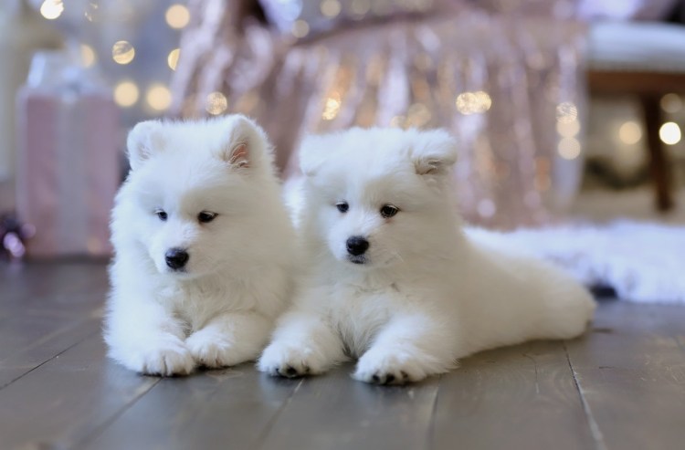 Самоедская лайка