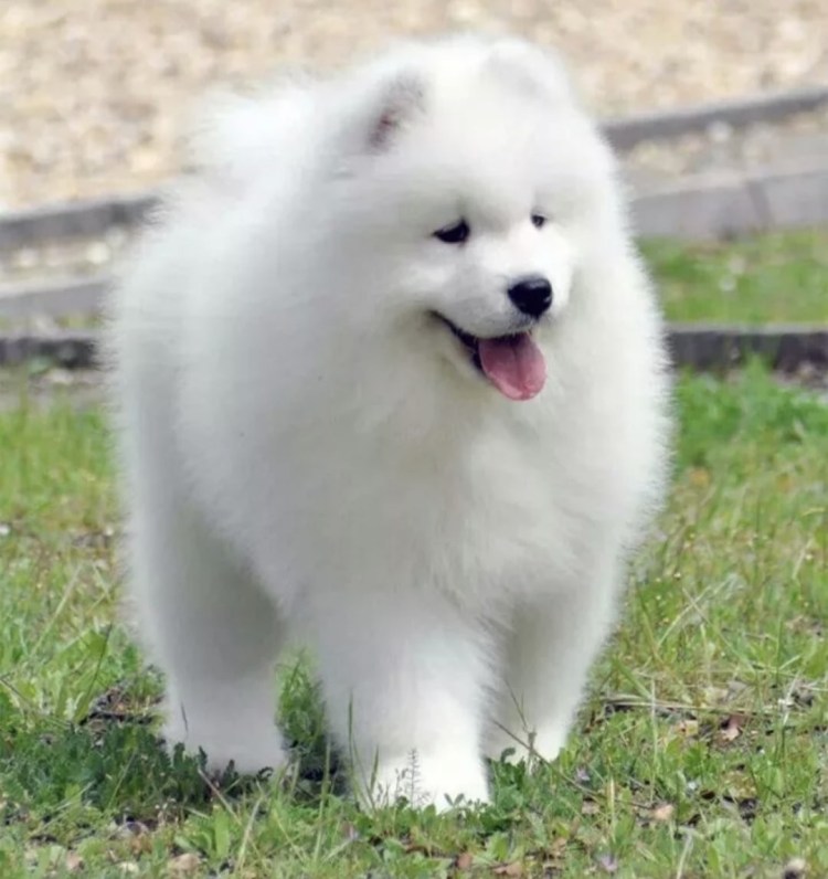 Сибирская лайка самоед