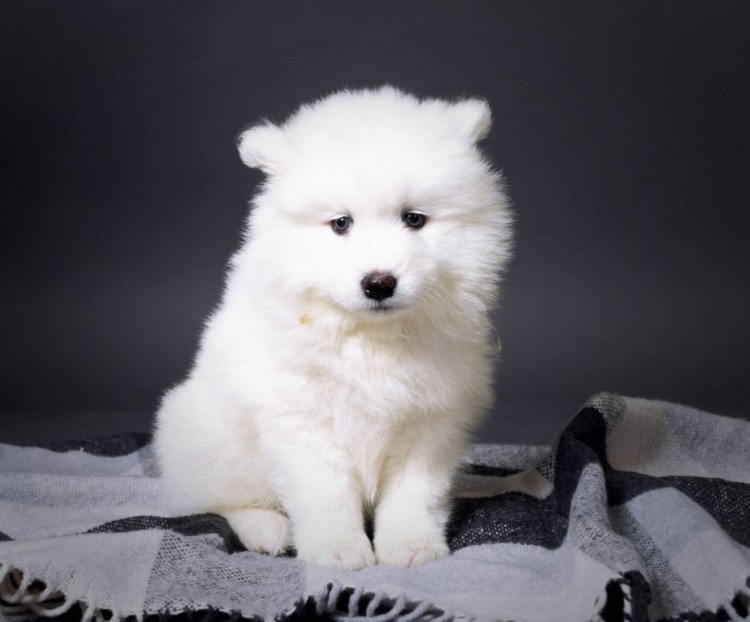 Лайка самоед маленькая