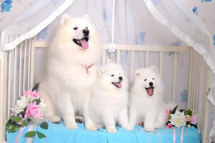 Самоедская собака (самоед)