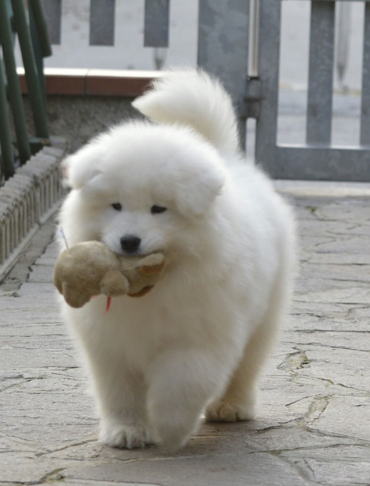 Лайка самоед хаски