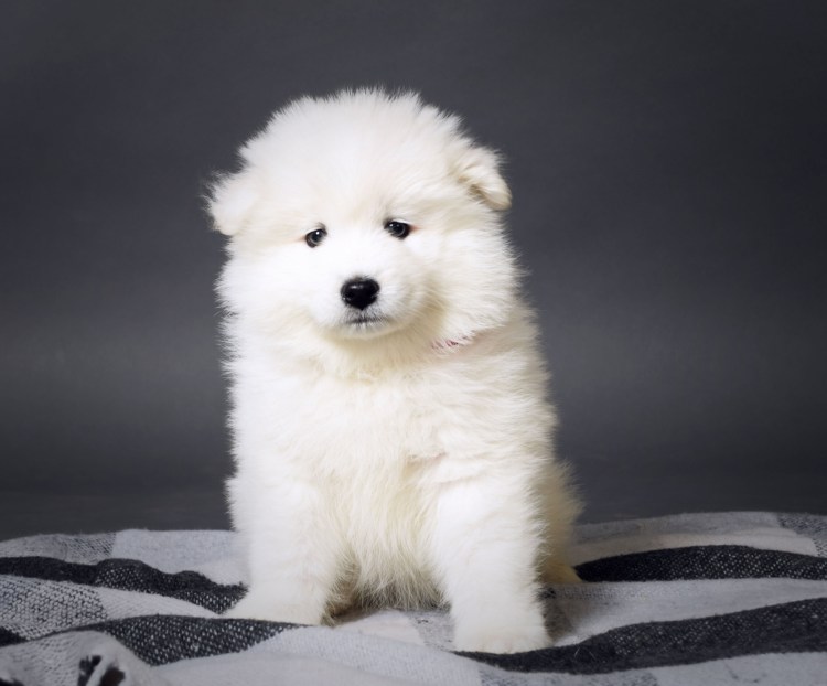 Самоед собака маленькая