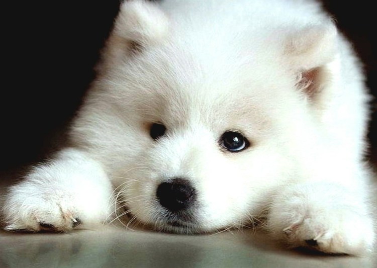 Самоедская лайка маленькая