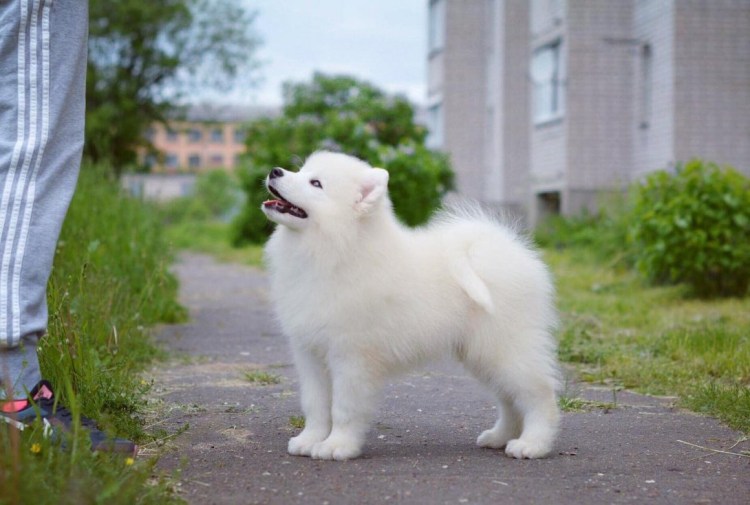 Самоедская лайка Юки