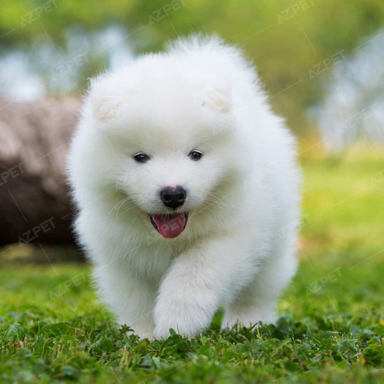 Арктический шпиц самоед