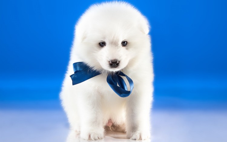 Собака на синем фоне